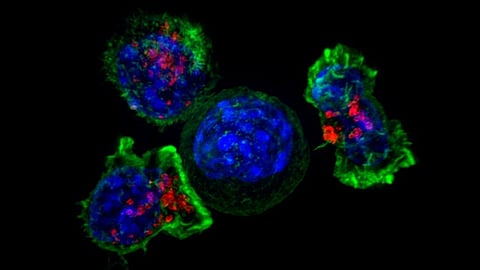 B2M proteins play a key role in this process to help CD8+ T cells identify the cancer cells.
(Representational Image: Wikimedia Commons)