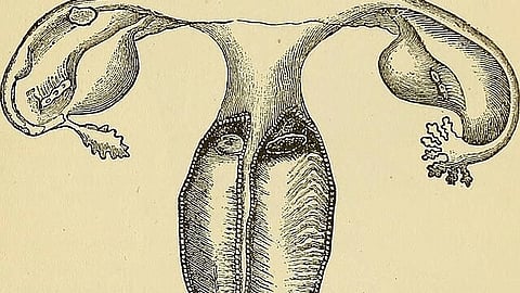 Kelsey disclosed that she had two uteruses at the age of 17. However, she had only one child in one uterus for her previous three pregnancies
(Representational Image: Wikimedia Commons)