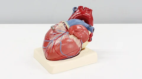 There is a well-known relationship between good physical fitness at a young age and a lower risk of cardiovascular disease later in life.
(Representational image: Unsplash)