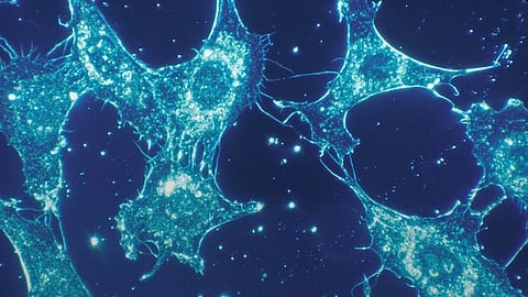 Wnt signaling serves as a bridge connecting numerous cellular functions, making it integral to overall health(Representational image:Unsplash)