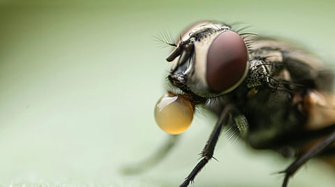Doctors in the United States were shocked while performing a colonoscopy on a 63-year-old man and found an intact housefly in his intestine (representational image: Unsplash)