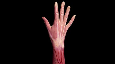 Researchers take the cells from a dish and replicate how a healthy human body repairs muscle as newly generated muscle made in a lab can support stem cells better than the exhausted muscle tissue(Representational image:Unsplash)