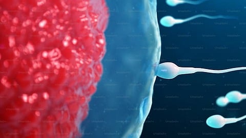 Chen and his research team discovered a novel protein trafficking system within the developing sperm that actively transports essential proteins via small membrane vesicles to the CD — the sperm storage room(Representational image:Unsplash)