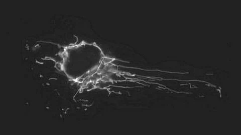For the first time, researchers observed electrical charge and discharge functions inside mitochondria isolated from cells (representational image: Wikimedia Commons).