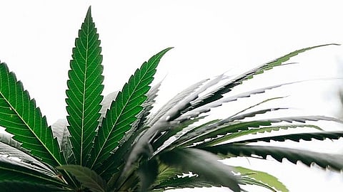 The researchers were able to identify dozens of genetic variants linked to cannabis use disorder and a variety of behavioural and health issues associated with cannabis use disorder.
(Representational image: Wikimedia Commons)