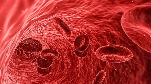 Researchers discovered that interactions between aged red blood cells and brain capillaries can lead to cerebral microbleeds, offering deeper insights into how they occur
(Representational image: Wikimedia Commons)