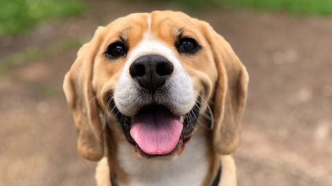 The journey of Dora is different; she spent most of her life locked in a cage, subjected to laboratory examinations. The beagle pup was rescued by Chicago Animal Rescue "one tail at a time.” 
(Representational image: Unsplash)
