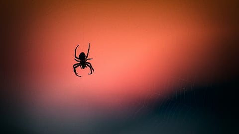 Doctor Discovers Spider in Woman's Ear After Complaints of Unusual Sounds (Representational Image: Unsplash)