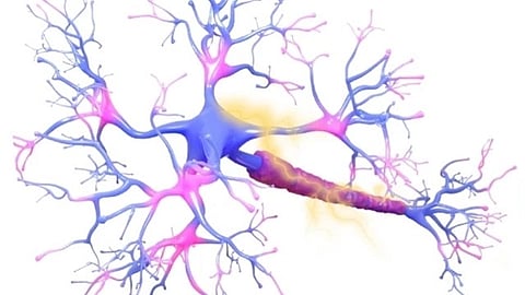 Mitochondrial and redox changes in sensory neurons changes appear to predispose to a failure in resolution of pain caused by a subsequent inflammation.(Representational image: Wikimedia Commons)
