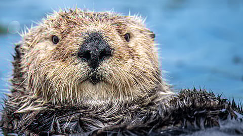 Evidence from eastern Germany shows that early humans had a more varied diet than previously known. (Representational Image: Unsplash)