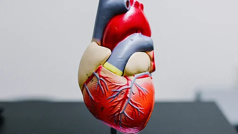 A new multi-chamber organoid that mirrors the heart’s intricate structure enables scientists to advance screening platforms for drug development, toxicology studies, and understanding heart development. (Representational Image: Unsplash)