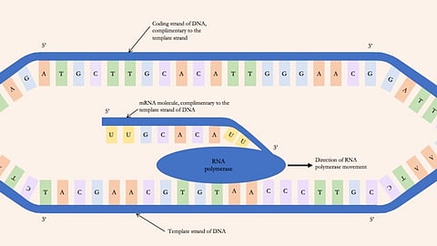 The researchers have come one step closer to unlocking the potential of artificial DNA. (Representational Image: Wikimedia Commons)