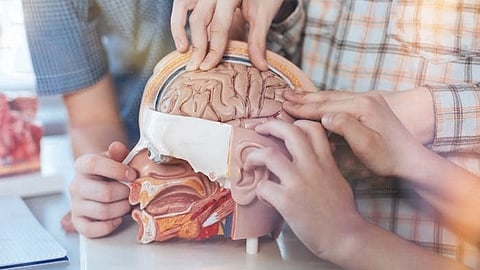 A lot of fantastic research has been done by other labs to learn how toxic tau spreads from neuron to neuron in the brain but very little is known about exactly how this toxic tau protein damages neurons (Representational image : Unsplash)