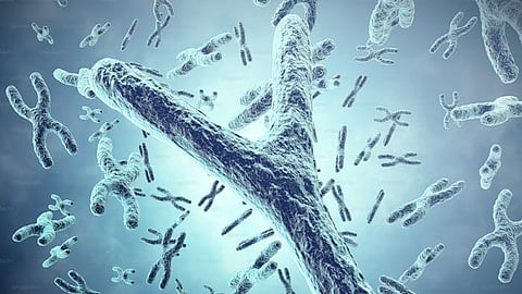 CReATiNG works by cloning and reassembling natural DNA segments from yeast, allowing scientists to create synthetic chromosomes (Representational image : Unsplash)