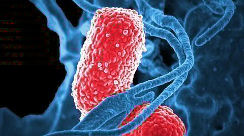The data showed that after the upliftment of the pandemic restrictions, the resurfacing of respiratory infections of serious degree, like pneumonia caused by Mycoplasma species, had taken a lag period of three years (representational image: Unsplash)