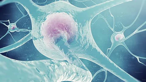 GPCRs are proteins that span the cell’s membrane and connect the outside of the cell to its internal environment by transmitting external signals to the inside of the cell. (Representational Image: Unsplash)