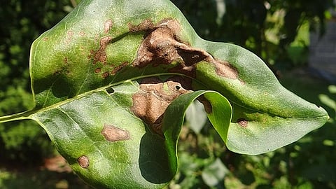 The scientists discovered that several types of bacteria that grow on plants and in soil can use light to anticipate an imminent, potentially deadly loss of water from their environment. (Representational Image: Wikimedia Commons)