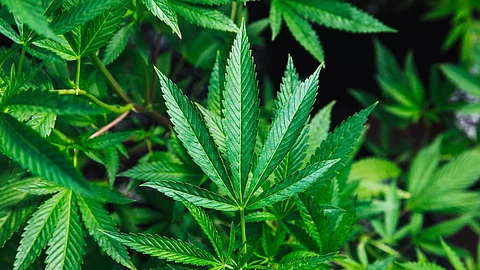 In a review article published in December 2023 in a special “Adolescent Cannabis Use” issue of the journal ScienceDirect, West — a psychologist and an assistant professor in the Department of Psychiatry — examines the relationship between cannabis and psychosis. (Representational Image: Unsplash)