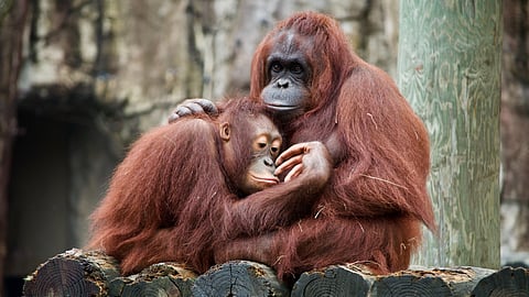 Early Primates Likely Lived in Pairs (Representational image: Unsplash)