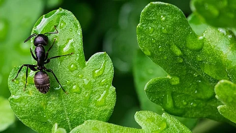 Have medical implications because the primary pathogen in ant’s wounds, Pseudomonas aeruginosa, is also a leading cause of infection in humans, with several strains being resistant to antibiotics (Representational image : Unsplash)