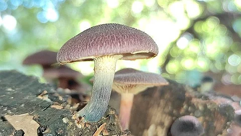 Nearly 4 out of 5 Canadians believe that the use of psilocybin, the active ingredient in hallucinogenic mushrooms, is an acceptable medical approach to treat existential distress in patients suffering from a serious and incurable disease. (Representational Image: Wikimedia Commons)