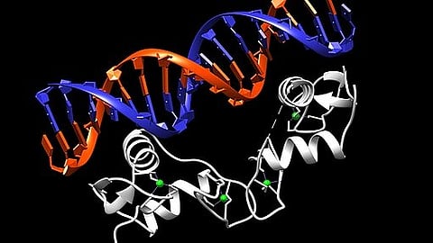 Human genetic and clinical trial data suggest a key hormone receptor known as the peroxisome proliferator activated receptor γ plays an important role in regulating arterial blood pressure. (Representational Image: Wikimedia Commons)