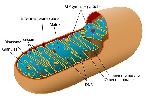 Re-Energizing Mitochondria to Treat Alzheimer’s Disease (Representational image:Wikimedia Commons)