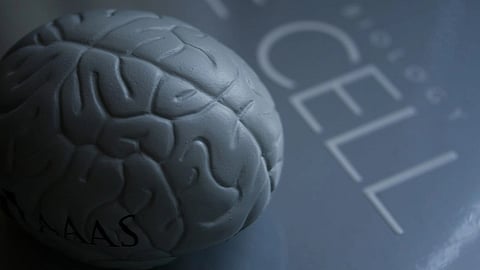 New research reveals the function of a little-understood junction between cells in the brain that could have important treatment implications for conditions ranging from multiple sclerosis to Alzheimer’s disease, to a type of brain cancer known as glioma (Representational image : Wikimedia commons)