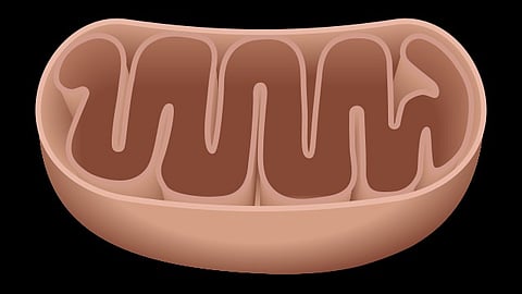 If so, such a method could be used to treat a host of neurodegenerative diseases in which impaired mitochondria are believed to play a central role. (Representational Image: Wikimedia Commons)