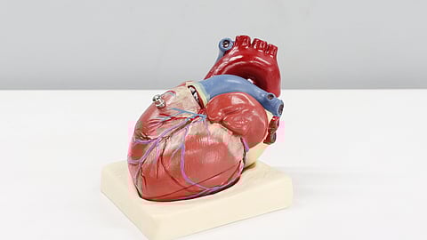 Johns Hopkins Bloomberg School Researchers Develop Risk Predictor for Cardiovascular Disease (Representational Image:Unsplash)