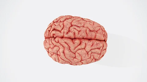 Complex, Unfamiliar Sentences Make The Brain’s Language Network Work Harder (Representational image: Unsplash)