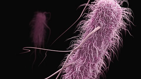 Disease-causing bacteria of the genus Salmonella or Yersinia can use tiny injection apparatuses to inject harmful proteins into host cells.(Representational Image: Unsplash)