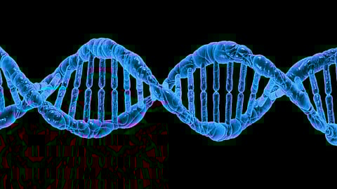 Synaptonemal complex (SC), a zipper-like protein structure that lines up and anchors the two parental chromosomes together, end-to-end, to facilitate successful genetic exchanges (Representational image : Wikimedia commons)