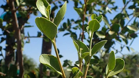For the first time a valuable molecule sourced from the soapbark tree and used as a key ingredient in vaccines, has been replicated in an alternative plant host. (Representative Image: Wikimedia Commons)