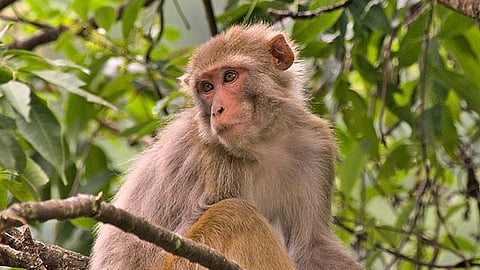 In a first, Chinese researchers have achieved the goal of cloning a rhesus monkey, marking a major leap forward in primate cloning technology. (Representational Image: Wikimedia Commons)