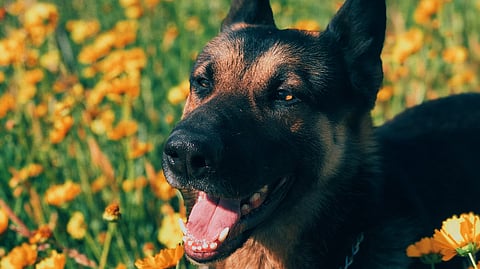 In 2022, there were 48,596 ER visits for dog bites in California, or 125 visits per 100,000 residents, a 70% increase in the rate of visits from 2005, according to the state Department of Health Care Access and Information. (Representational Image: Unsplash)