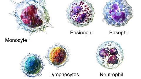 A Rutgers researcher, through his spinoff company, has led a team to design and test a device that quickly counts a person’s white blood cells with a single drop of blood, similar to the way glucometers rapidly scan for blood sugar levels. (Representational Image: Wikimedia Commons)