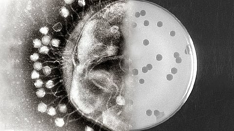 Bacteriophage is a type of virus that replicates inside of bacteria (Wikimedia Commons)