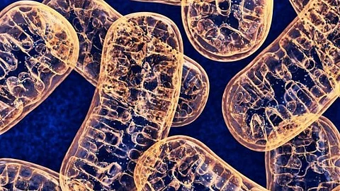 Until now, structural studies on the ATP synthase, which is responsible for more than 90 percent of energy production in living cells, had only been conducted at a basic or neutral potential of hydrogen (pH) level.(Representational Image: Unsplash)