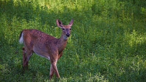 Each fall, millions of hunters across North America make their way into forests and grasslands to kill deer. (Wikimedia commons)