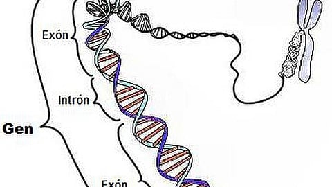 Identification of specific gene fusions is critical for the successful targeted treatment of pediatric cancer patients. (Representational Image: Wikimedia Commons)