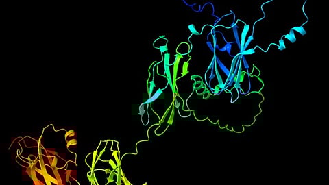 Proposed structure of the proteins based on the amino acid sequence (Representational Image: Wikimedia Commons)