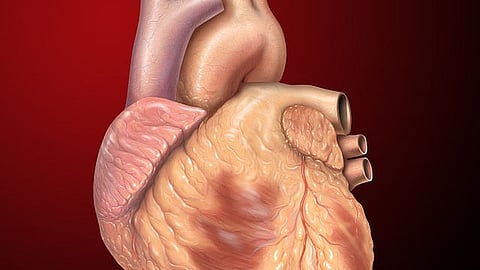 Normal anterior exterior anatomy of the heart. Several steps can be implemented to improve heart health (Representational Image: Wikimedia Commons)