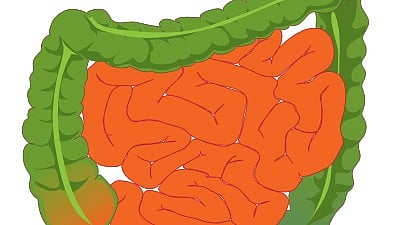 How does our intestine, which can be at least 15 feet long, fit properly inside our bodies? (Representational Image: Wikimedia Commons)