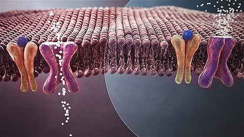 Mechanism of normal Blood Sugar (white crystals) absorption (Left) Vs. insulin resistance in Type 2 Diabetes (Right).(Wikimedia Commons)