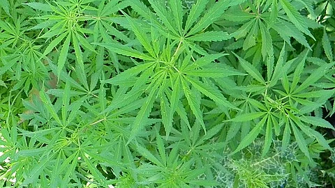 CBD, a primary cannabinoid was associated with tension and anxiety relief with limited harm. (Unsplash)