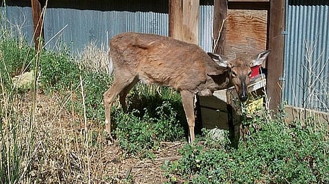Possibility of Wildlife-to-Human Crossover Heightens Concern About Chronic Wasting Disease (Representational image: Wikimedia Commons)