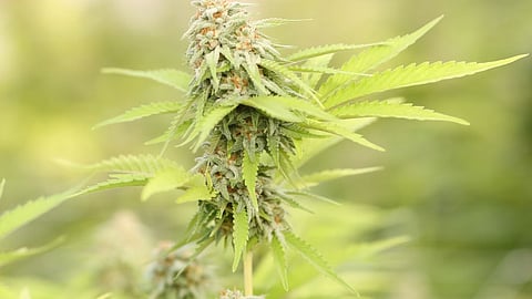 CCB team arrested the 30-year-old ophthalmologist, Dr. Nikhil Gopalkrishan, and seized the narcotics from him. (Representational Image: Unsplash)