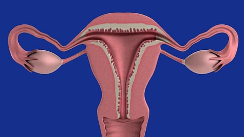 Ovary plays a vital role in regulating menstrual cycles, pregnancy, and maintaining the overall balance of the female reproductive system. (Representational image: Pixabay)