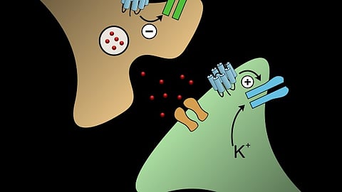 Compared to taking a daily pill, a monthly dose of long-acting injectable (LAI) buprenorphine can be a simpler and more effective treatment for people with opioid use disorder. (Representational Image: Wikimedia Commons)